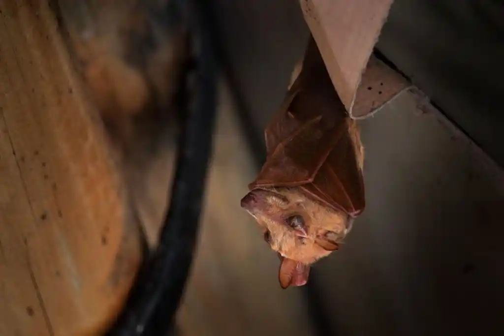 Bat hanging upside down in a building, illustrating the need for professional wildlife control services in St. Cloud to manage and remove unwanted animals.