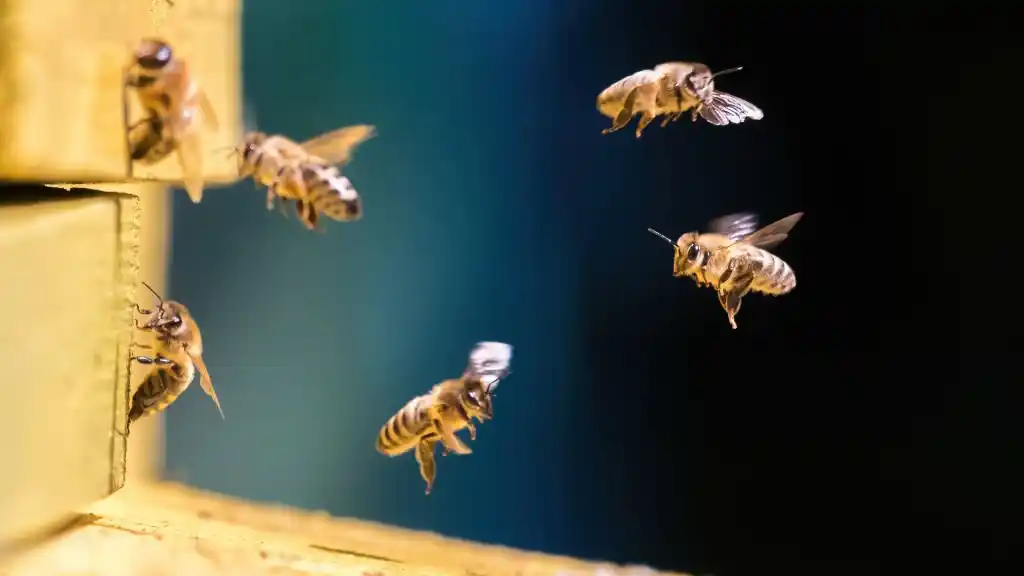 Bee infestation? Our St. Cloud wildlife control experts are here to safely remove them and protect your property