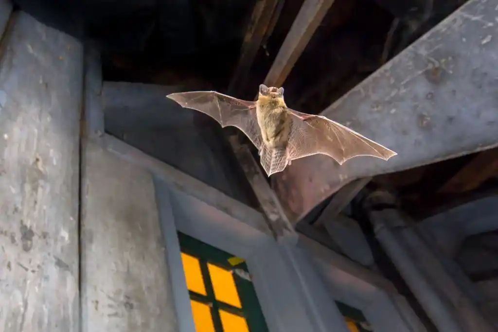 Bat flying inside a home, highlighting the need for Windermere wildlife control services.