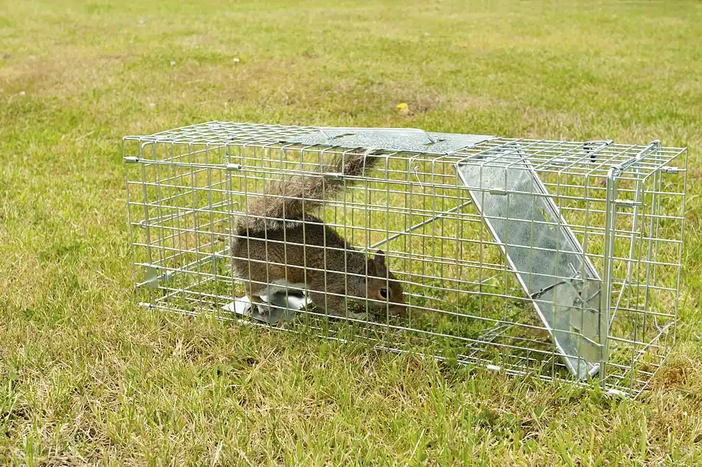 Squirrel trapped in a cage on a lawn, representing the need for professional wildlife control services in Windermere to manage and remove unwanted animals.