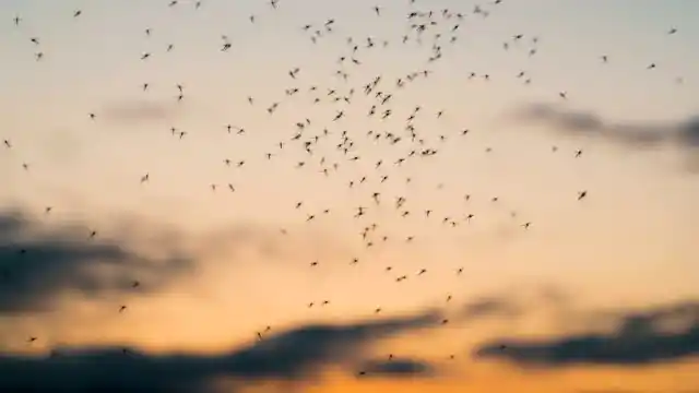 A swarm of mosquitoes at dusk in Winter Garden, highlighting the need for effective mosquito control.