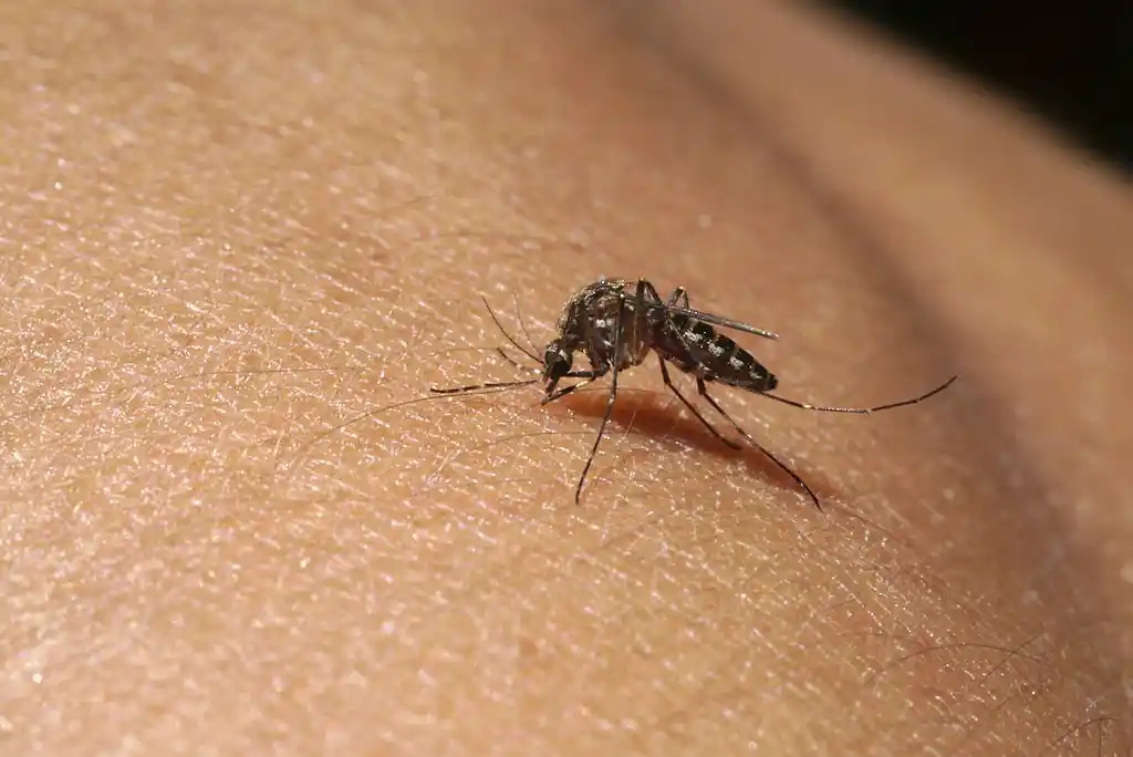 Close-up of a mosquito on human skin, illustrating the importance of mosquito control in Winter Garden.