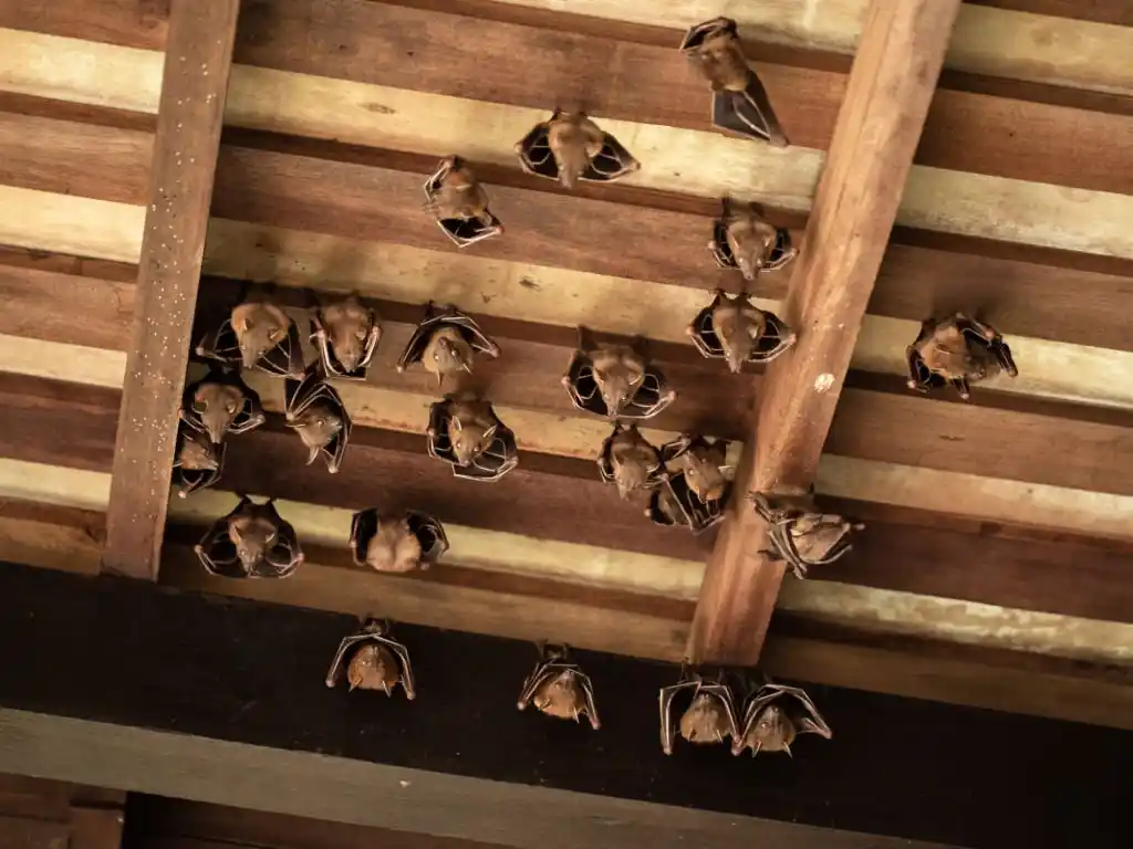 Bats hanging from ceiling in house, winter garden wildlife control fl.