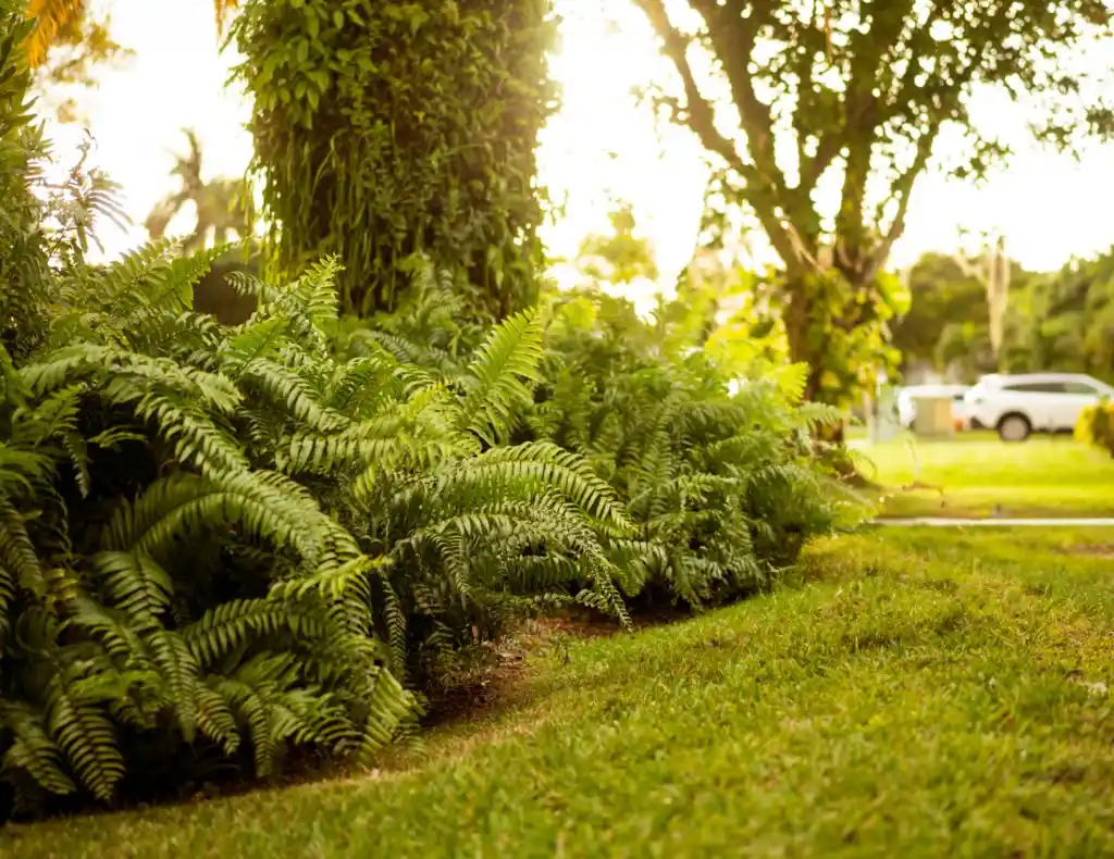 Beautifully maintained lawn and lush ferns in Winter Park, illustrating the effectiveness of professional lawn care services.