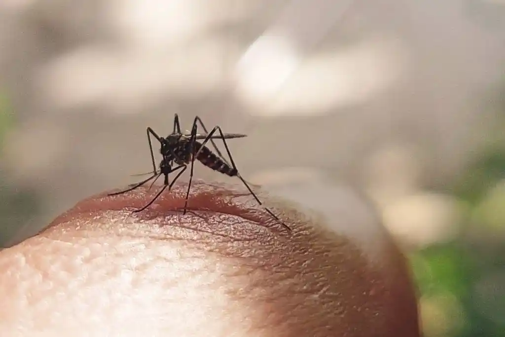 Image of a mosquito on skin, representing the need for effective mosquito control solutions in Winter Springs.