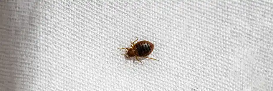 Close-up of a bed bug on white fabric, crucial for identification and control measures.