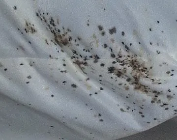 Bed bug stains on a white sheet, indicating a significant infestation and the need for bed bug identification and control measures.