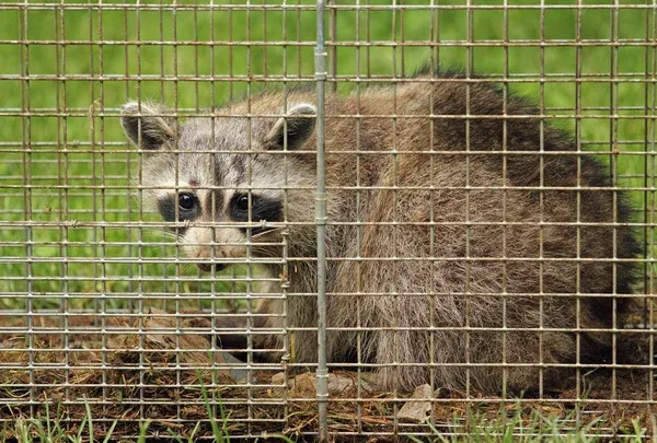 A raccoon trapped in a humane cage, illustrating effective wildlife control in Chuluota.