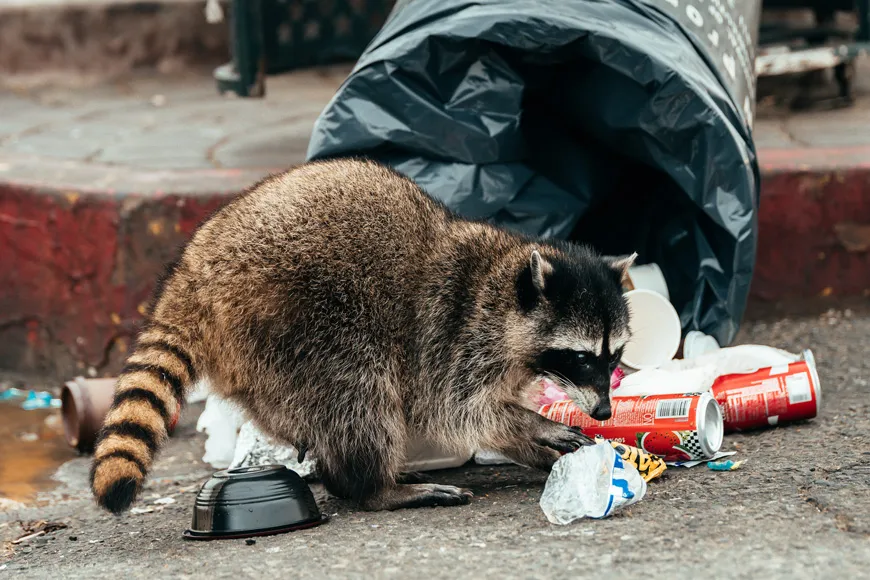 A raccoon rummaging through a tipped-over trash can in Chuluota, highlighting the need for professional wildlife control.