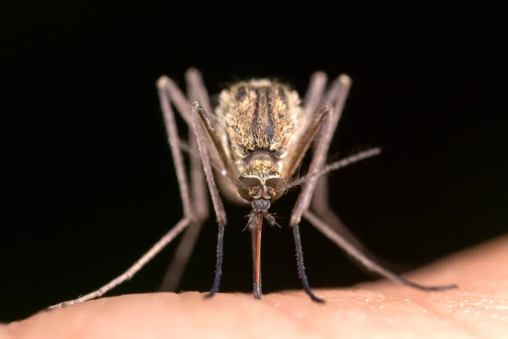 Close-up of a mosquito biting human skin, highlighting the need for mosquito control services in Lake Mary.