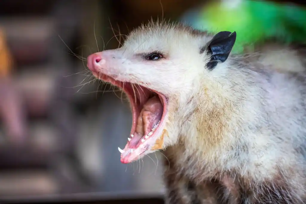 Close-up of an opossum baring its teeth, highlighting the need for wildlife control services in Apopka.