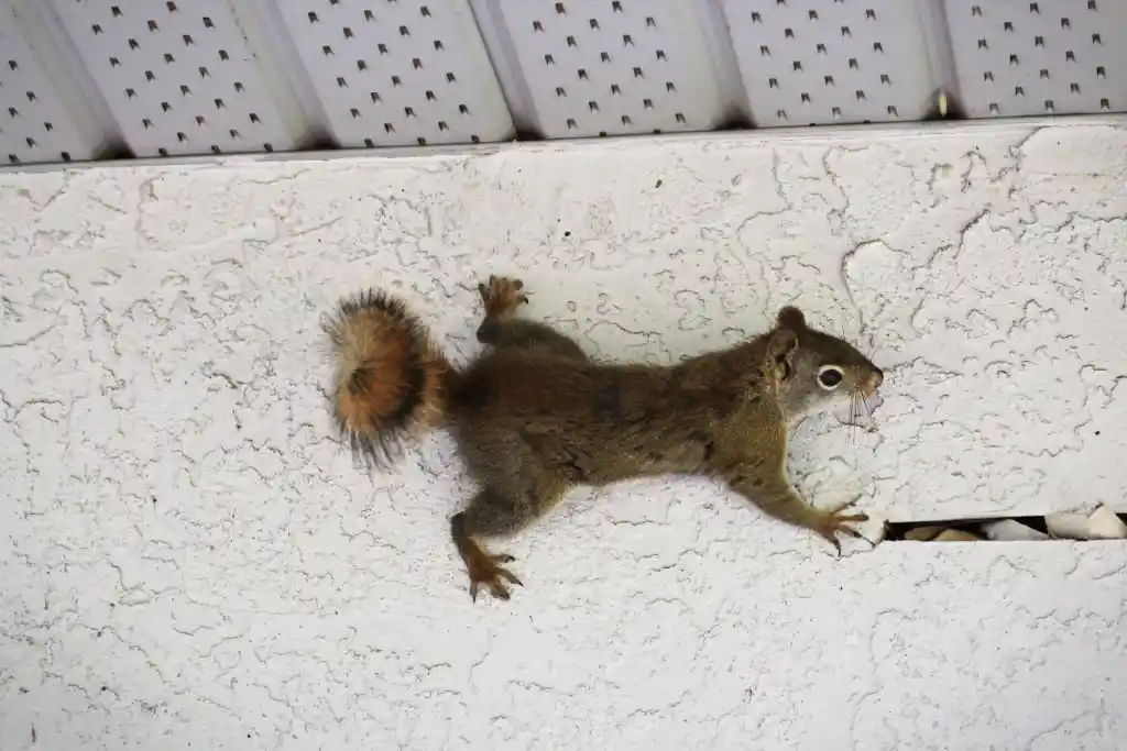 A squirrel climbing on the side of a house, highlighting the need for wildlife control services in Casselberry.