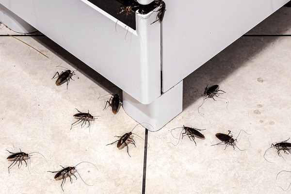 Roach infestation under a kitchen appliance in Orlando, highlighting the need for professional pest control services.