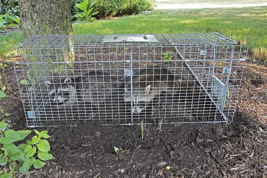 A raccoon safely trapped in a humane cage in a yard, illustrating professional wildlife control in Davenport.