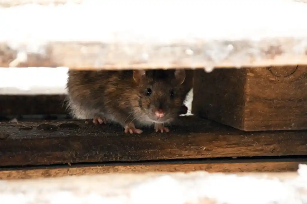 A small rodent hiding under a wooden surface, often a common sight in areas where wildlife control is necessary. Hunter's Creek Wildlife Control services can help prevent rodent infestations like this one.