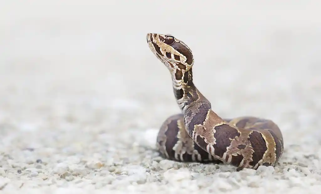 A coiled snake on a gravel surface, emphasizing the need for wildlife control services in Hunter's Creek.