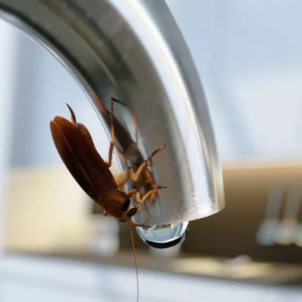 Close-up of a cockroach drinking water from a faucet, highlighting the need for St. Cloud pest control services.